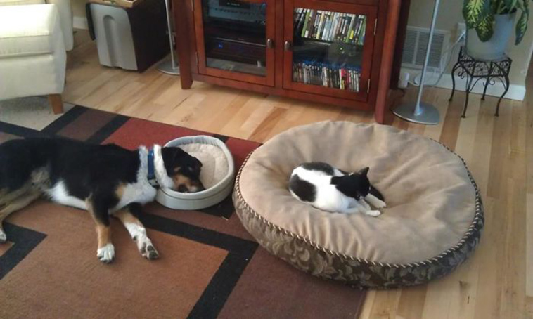 funny-animals-who-dont-give-a-damn
