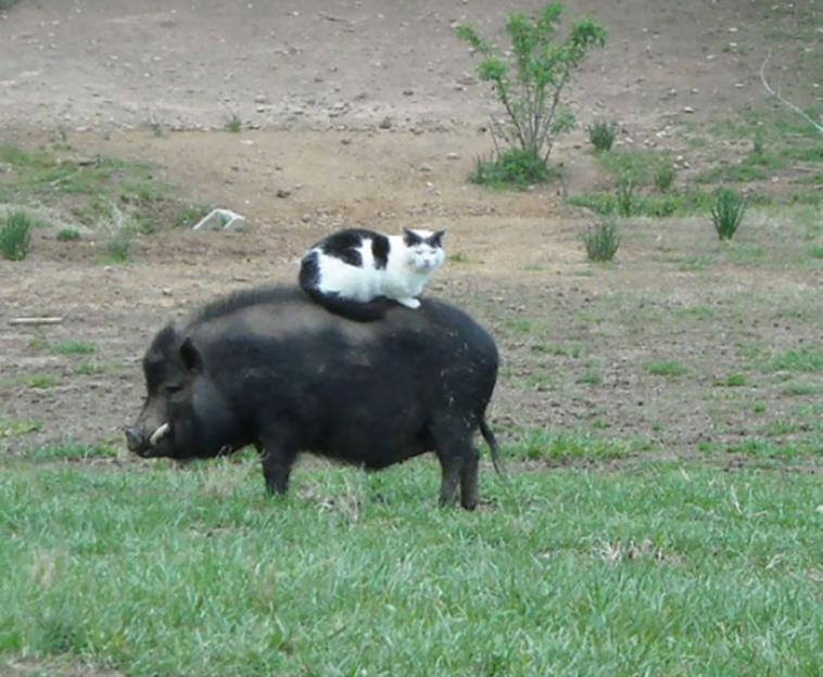 funny-animals-who-dont-give-a-damn