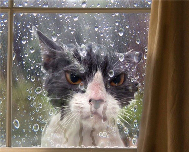funny dramatic cats