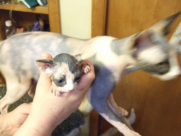 hairless-kittens-just-adorable