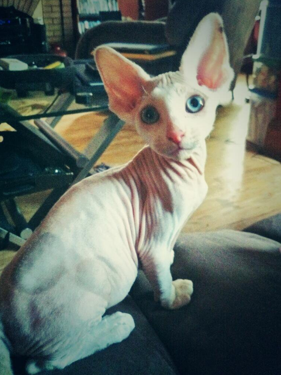 hairless-kittens-just-adorable