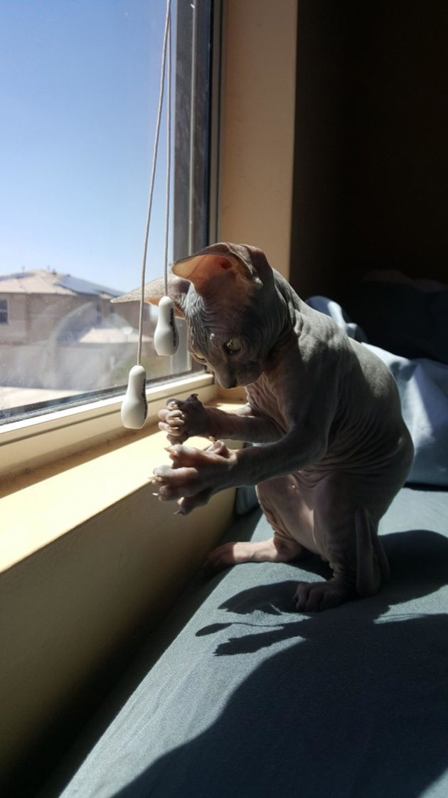 hairless-kittens-just-adorable
