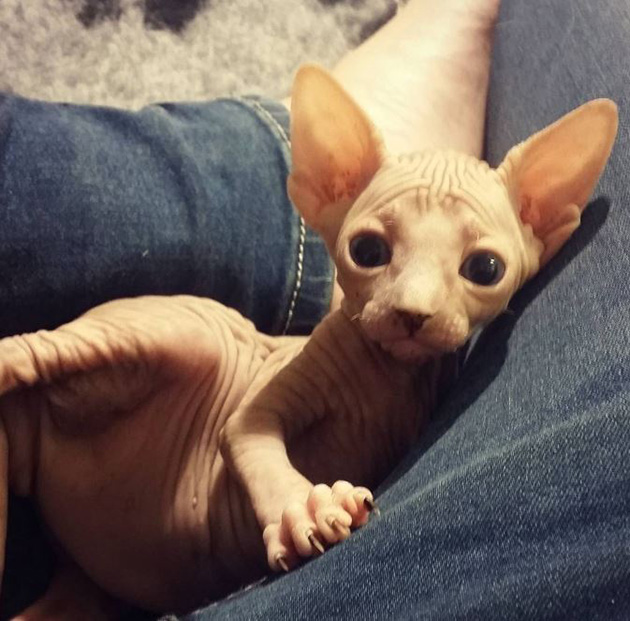 hairless-kittens-just-adorable