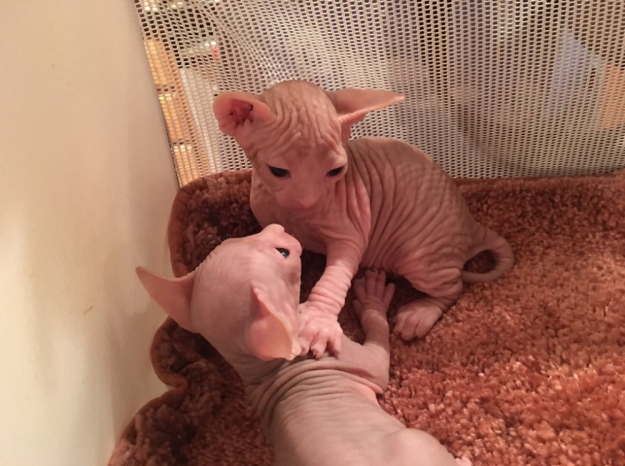 hairless-kittens-just-adorable