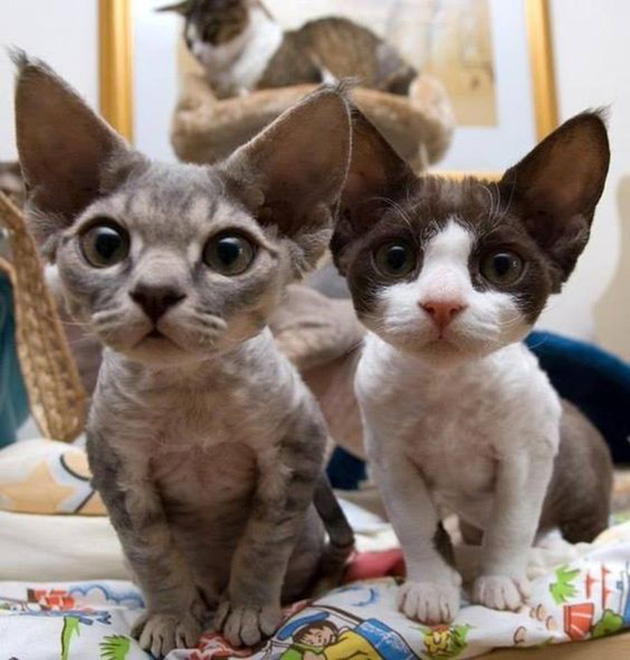 hairless-kittens-just-adorable