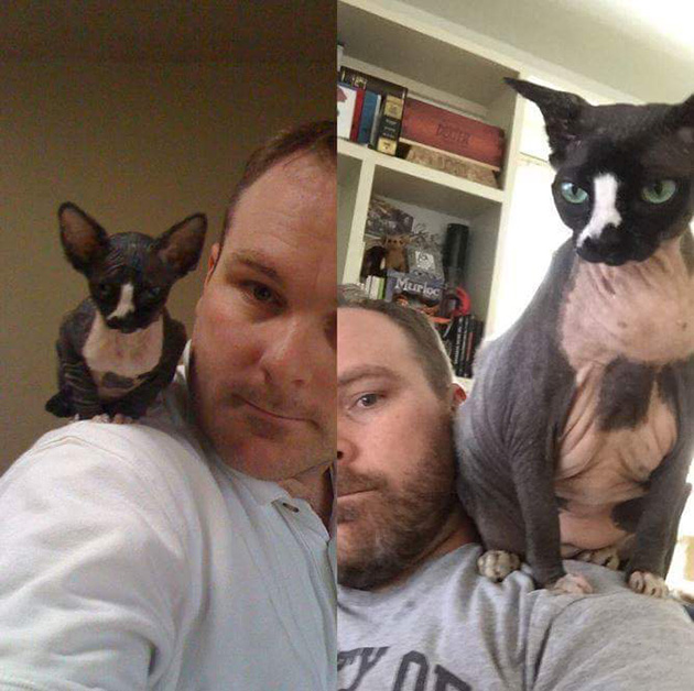 hairless-kittens-just-adorable