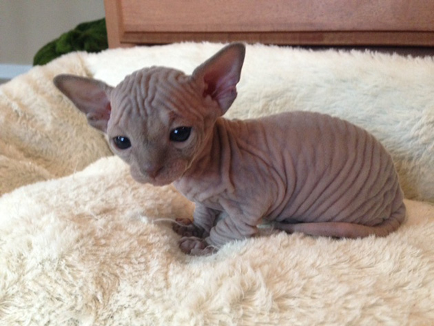 hairless-kittens-just-adorable