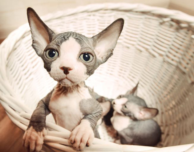 hairless-kittens-just-adorable