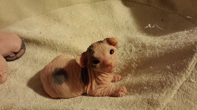 hairless-kittens-just-adorable
