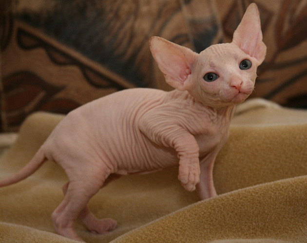 hairless-kittens-just-adorable