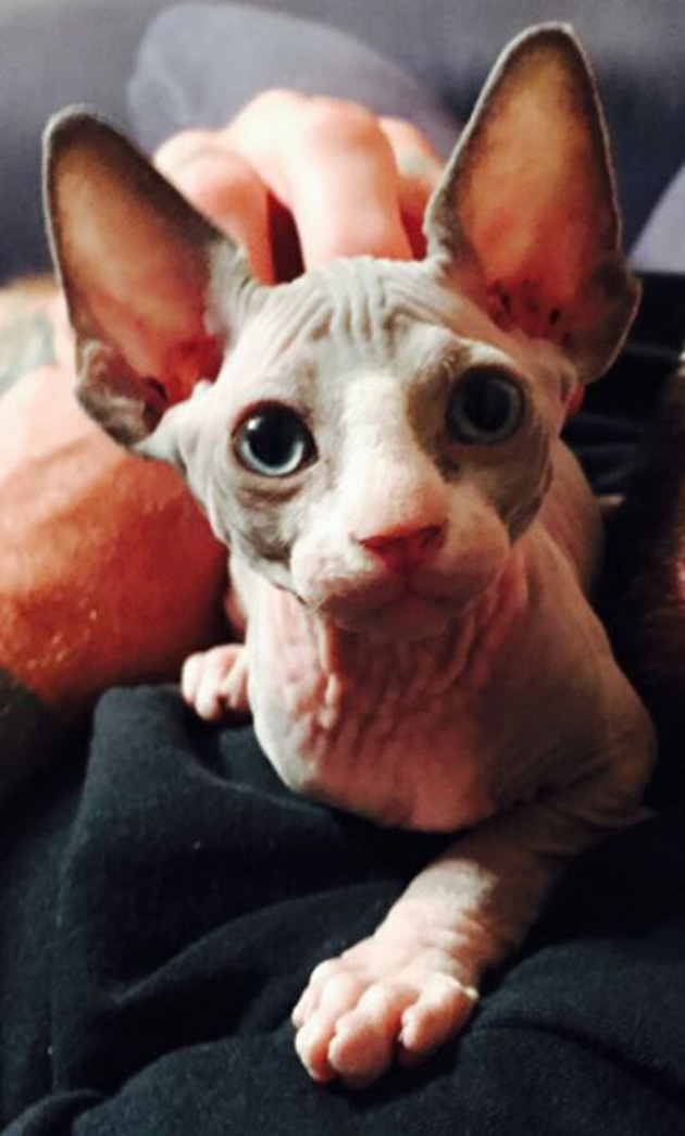 hairless-kittens-just-adorable