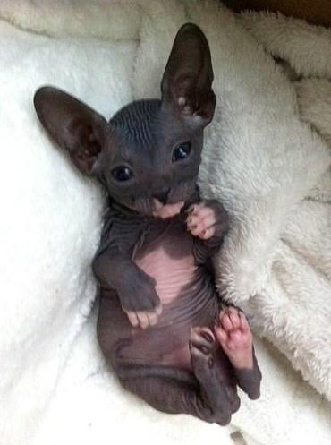 hairless-kittens-just-adorable
