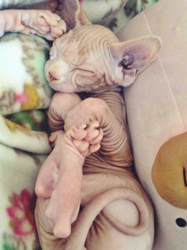 hairless-kittens-just-adorable