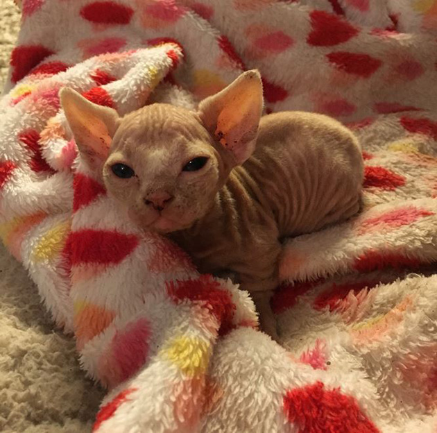 hairless-kittens-just-adorable