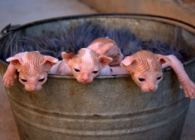 hairless-kittens-just-adorable