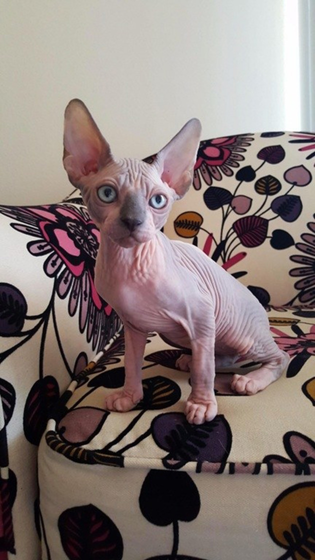 hairless-kittens-just-adorable