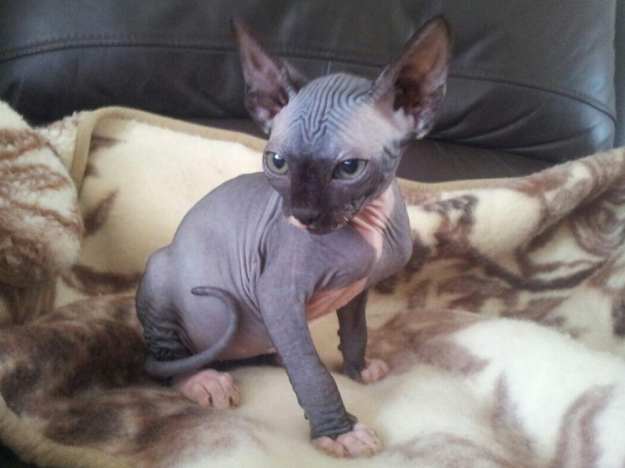 hairless-kittens-just-adorable