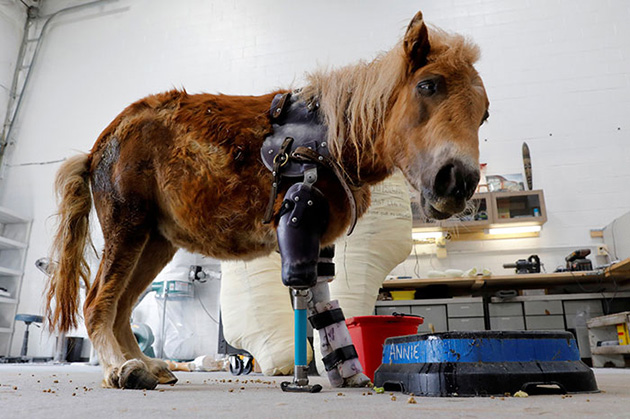mini-horse-amputee-prosthetic-leg