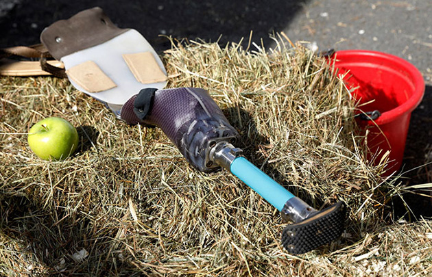 mini-horse-amputee-prosthetic-leg