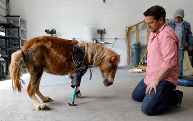 mini-horse-amputee-prosthetic-leg