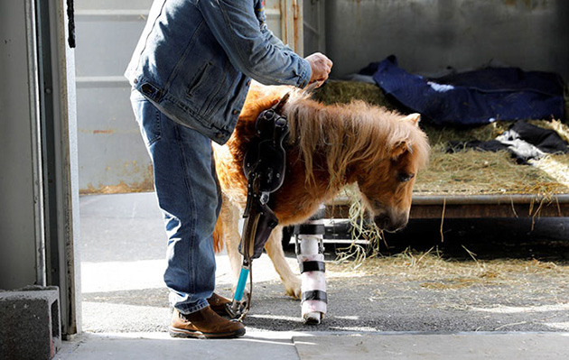 mini-horse-amputee-prosthetic-leg