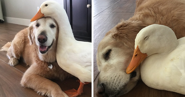 tattoos for animal baby Thick A Duck And A Dog Proves Between Friendship That