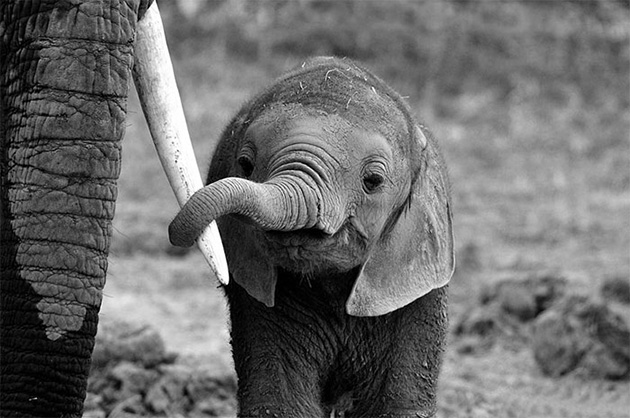 cute baby elephants