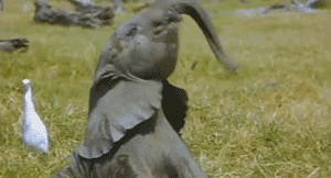 cute baby elephants