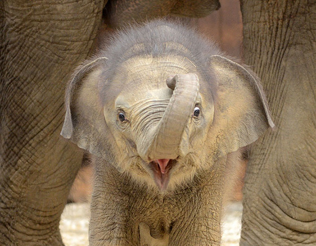cute baby elephants