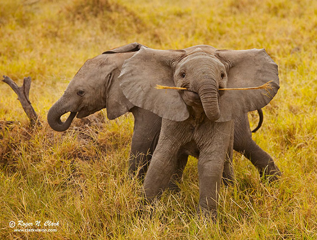 cute baby elephants