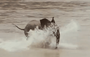 cute baby elephants