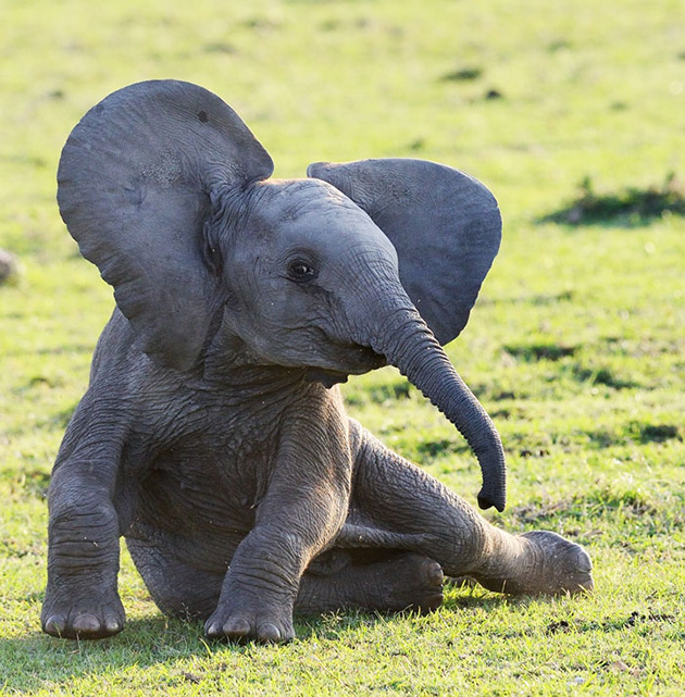 cute baby elephants