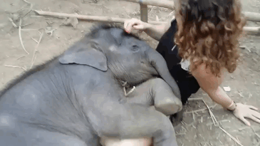 cute baby elephants