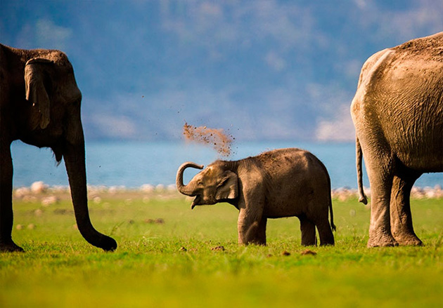 cute baby elephants