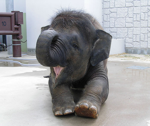 cute baby elephants