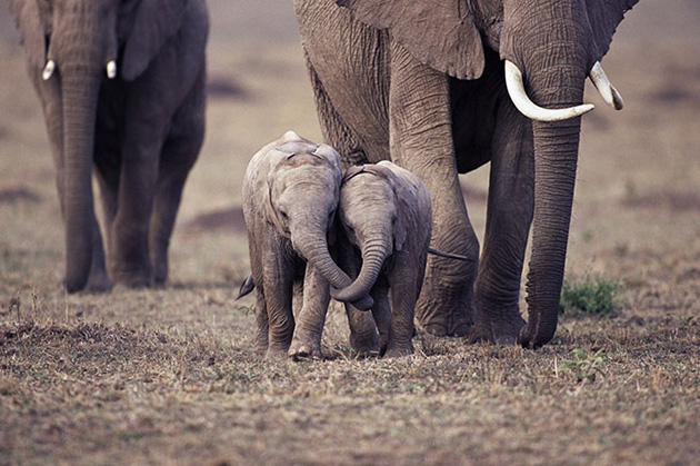 cute baby elephants
