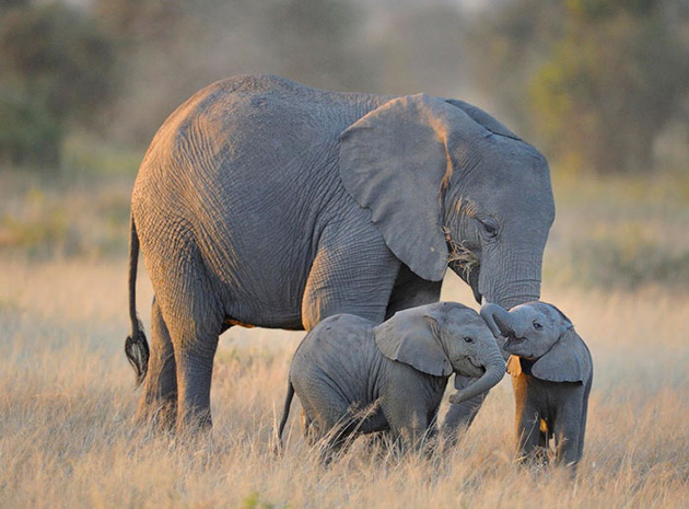 cute baby elephants