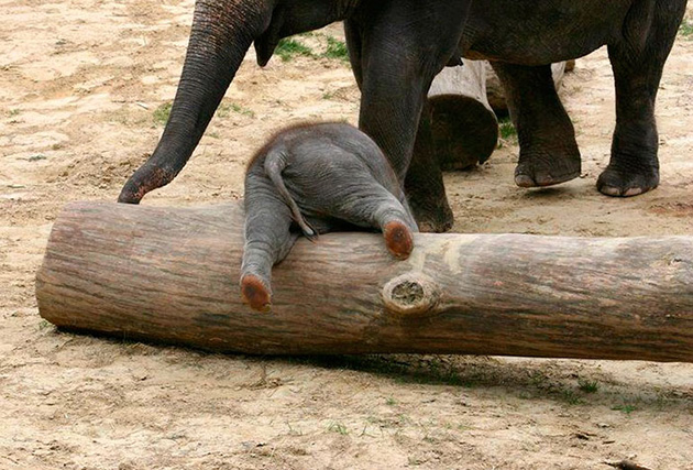 cute baby elephants