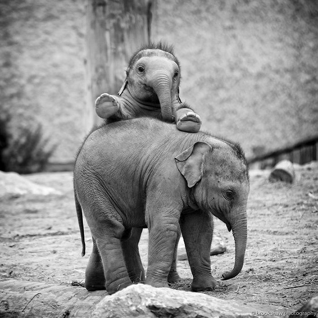 cute baby elephants