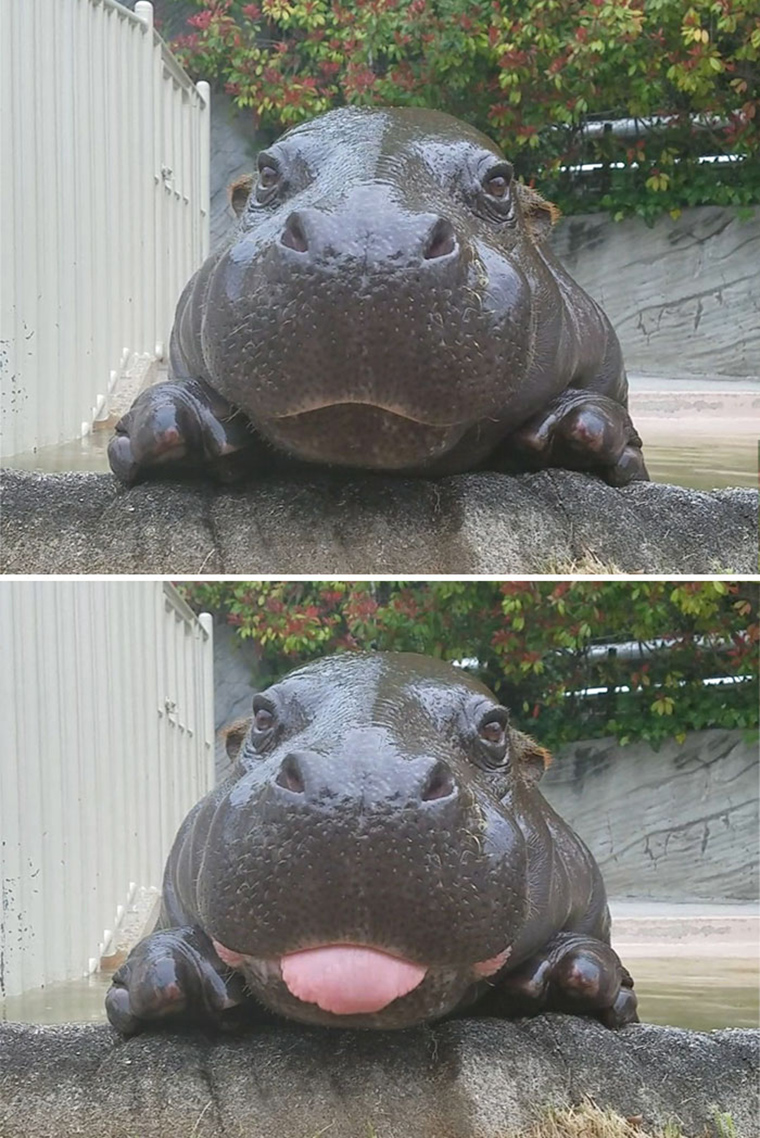 cute-baby-hippos