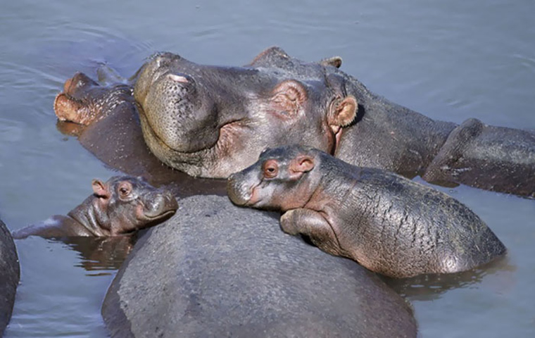 cute-baby-hippos