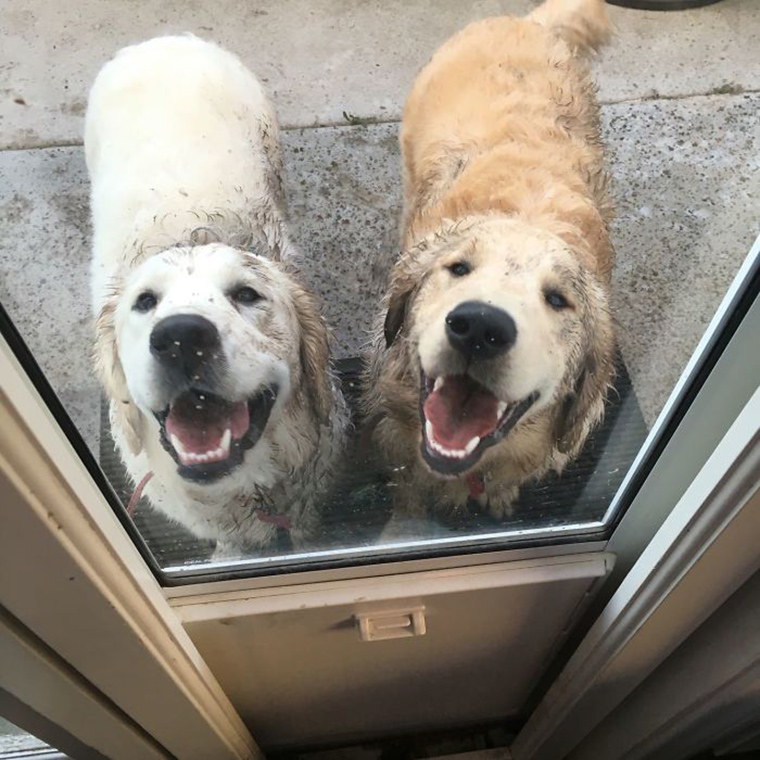 dogs-playing-in-mud