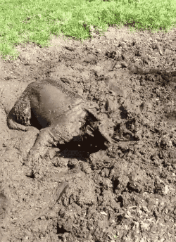 dogs-playing-in-mud