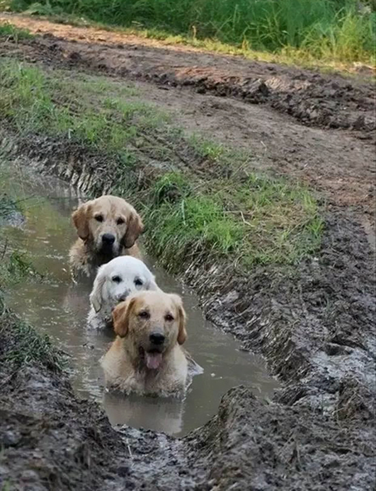 dogs-playing-in-mud