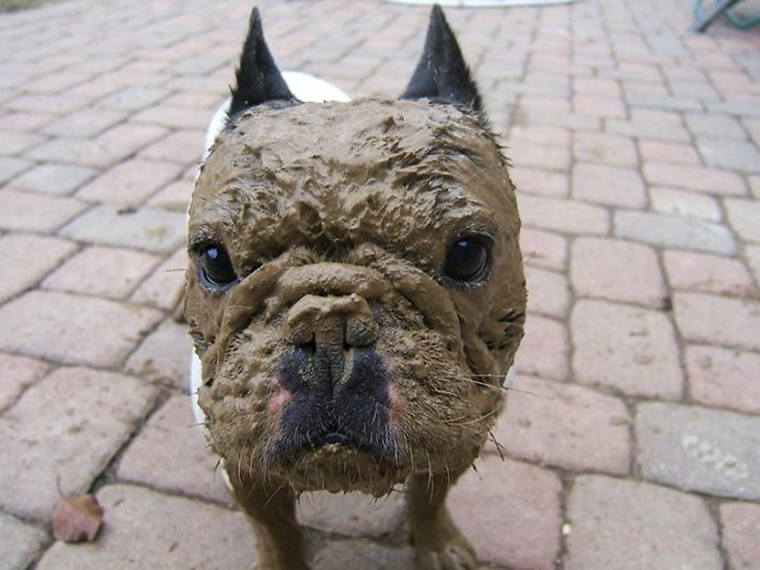 dogs-playing-in-mud