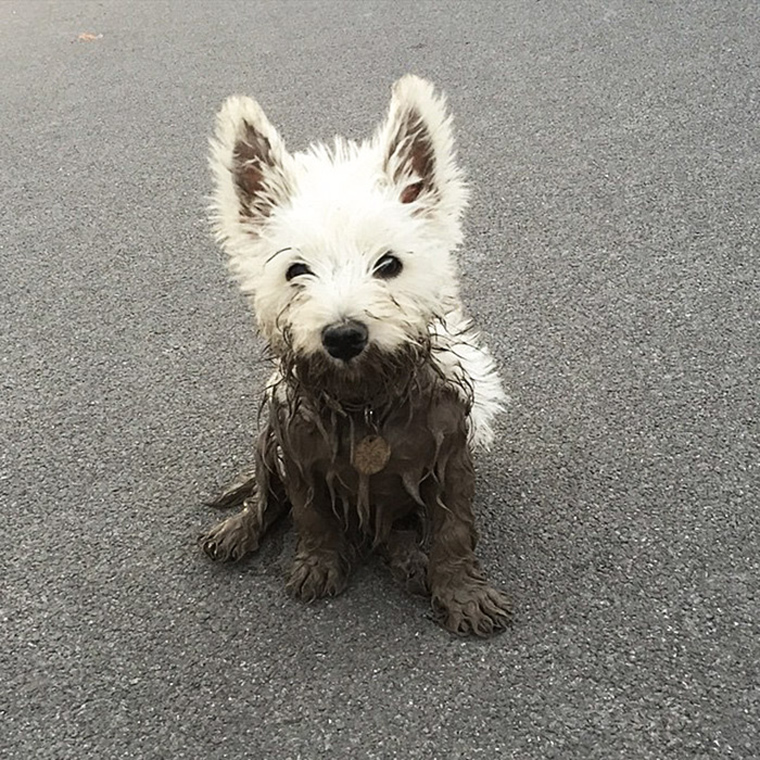 dogs-playing-in-mud
