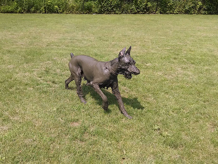 dogs-playing-in-mud