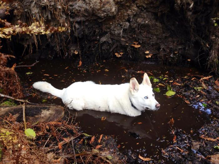 dogs-playing-in-mud