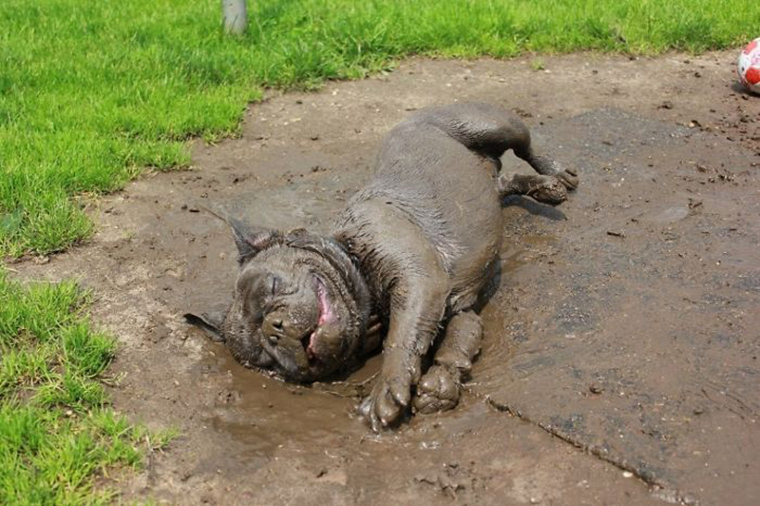 dogs-playing-in-mud