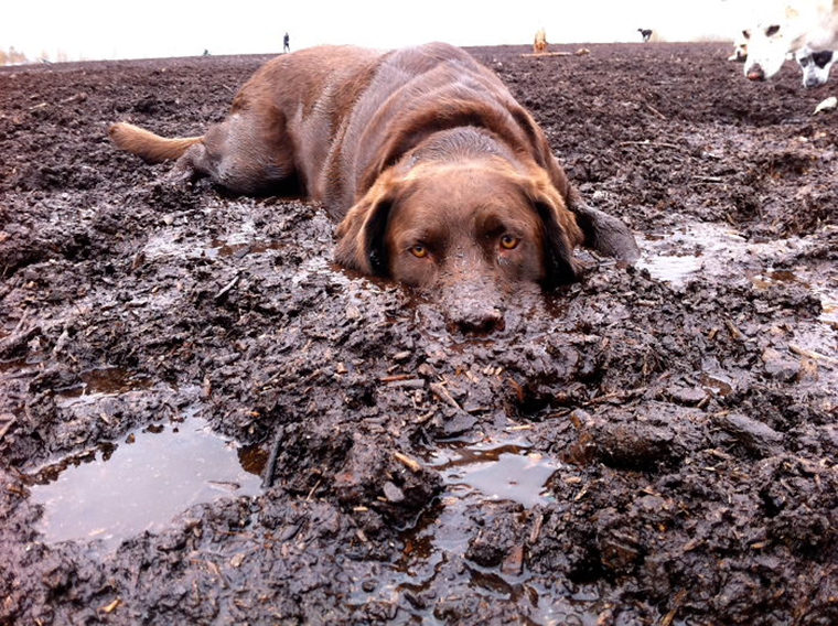 dogs-playing-in-mud